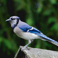 4D8A9488-2.jpg